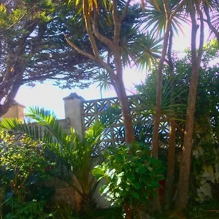 The Blue Palms - Fistral